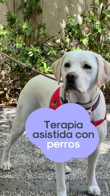 La atención dental puede generar ansiedad en muchos niños… y ahí es donde un amigo peludo puede marcar toda la diferencia 🐶  La terapia asistida con perros se ha convertido en una gran aliada en odontopediatría: un perro entrenado acompaña al paciente durante la consulta, entregando calma, contención y una distracción positiva que reduce el estrés y mejora la cooperación.  Su presencia disminuye el cortisol, aumenta la oxitocina y transforma la experiencia dental en algo mucho más amable y seguro ✨  Todo se realiza bajo estrictos protocolos de higiene y certificación, asegurando una atención responsable y beneficiosa para nuestros pequeños.  En Club Ratón Pérez creemos en una odontología más humana, cercana y pensada para cada niño…
Porque con cariño y a veces con cuatro patitas sonreír se vuelve más fácil 🦷🐾